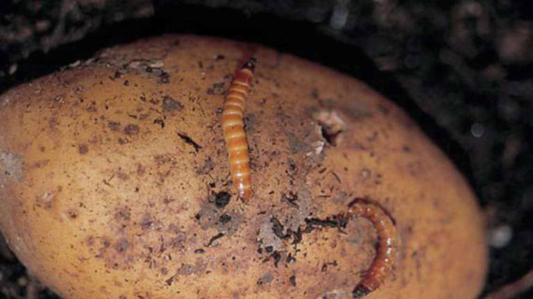 Incubo nuovi insetti: agricoltura a rischio in Romagna