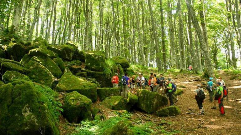 Stare nel bosco fa beneStare nel bosco fa bene