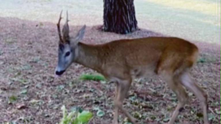 Riccione. Turista caricata e ferita da capriolo al parco