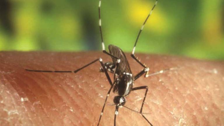 Arriva l’app per tracciare e segnalare le zanzare