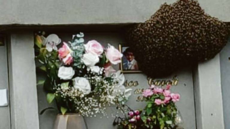 Sciame d'api tra le tombe a San Giovanni in Marignano
