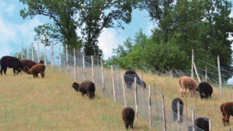 Valle Savio: L'allevamento di alpaca è salvo