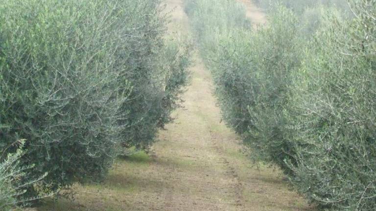 La campagna olivicola recupera in extremis