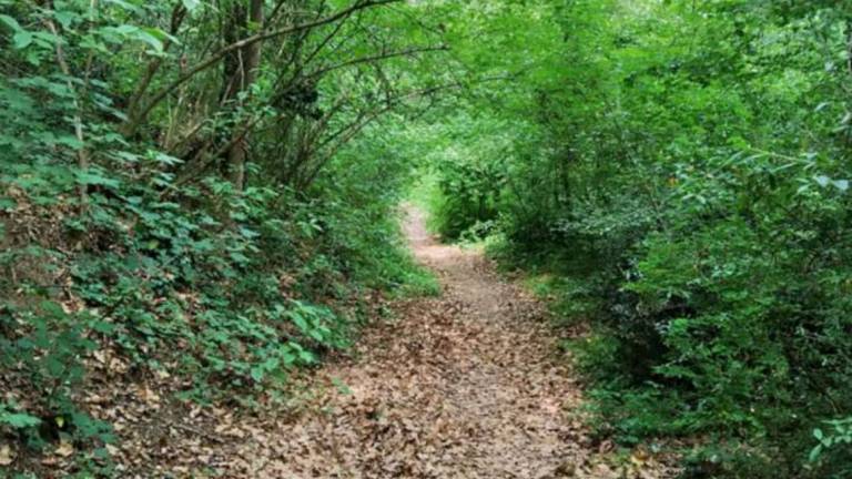 Imola, a caccia di fondi per riqualificare il Bosco della Frattona