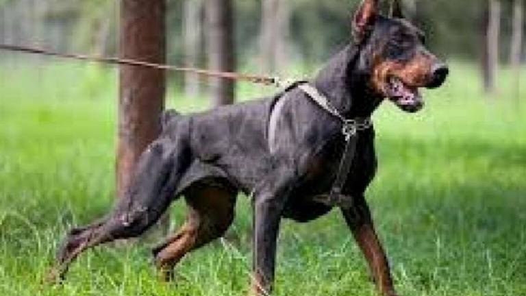 Azzannato al pene da un Dobermann, due punti di sutura: 21enne denuncia la padrona a Riccione