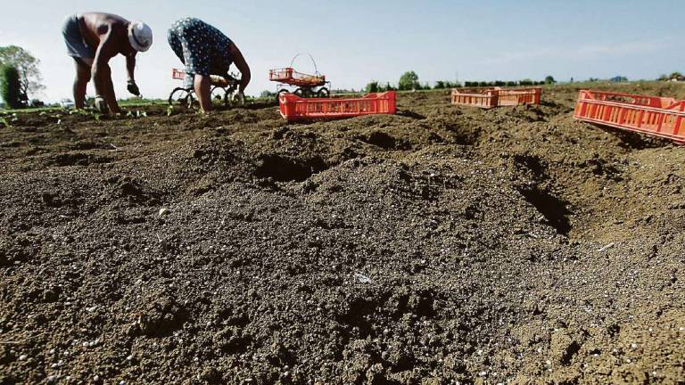 Rimini. Gli agricoltori: Caldo anomalo, raccolti a rischio