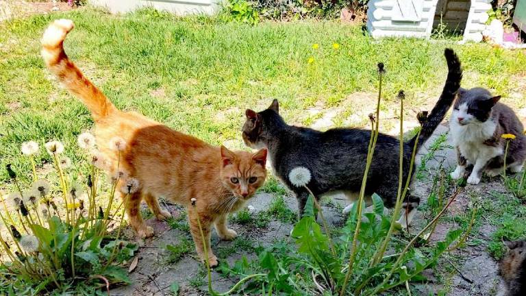 Castel San Pietro, cercasi volontari per le colonie feline