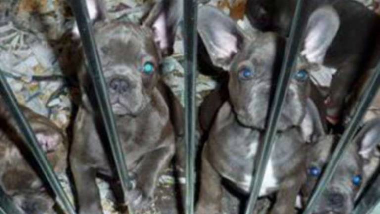 Morciano, traffico di cuccioli dall'Ungheria: coinvolto un veterinario