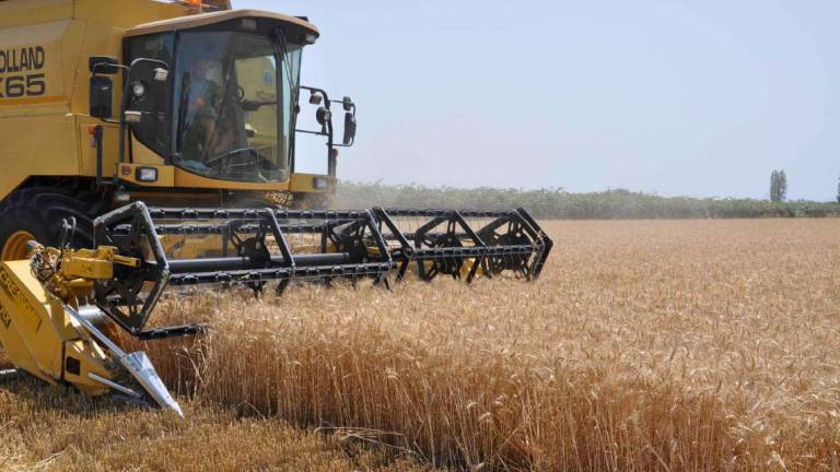 Ravenna, la siccità abbatte la produzione di grano: -20%