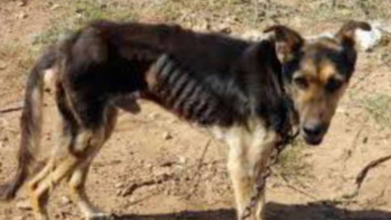 Animali maltrattati, l'allevamento era un lager riminese a processo