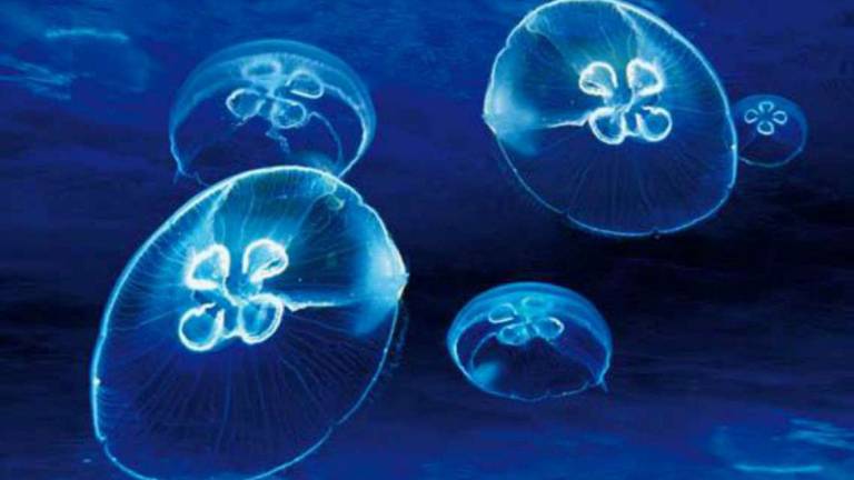 Meduse: quali sono gli esemplari nei nostri mari