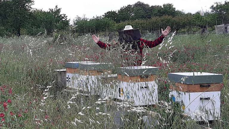Apicoltore riempie i campi di fiori: Nuova vita alle api