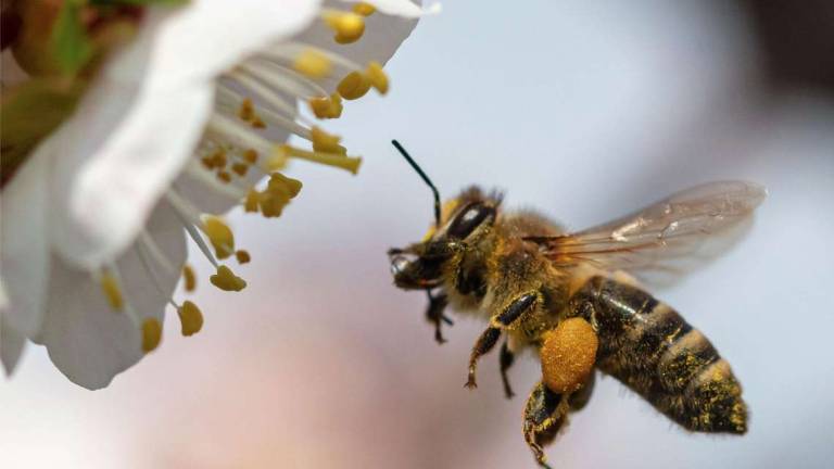 Le api di città sono più “pigre” di quelle che vivono in campagna