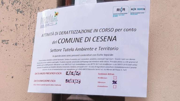 Esche velenose contro i topi in centro a Cesena nel mese di festa