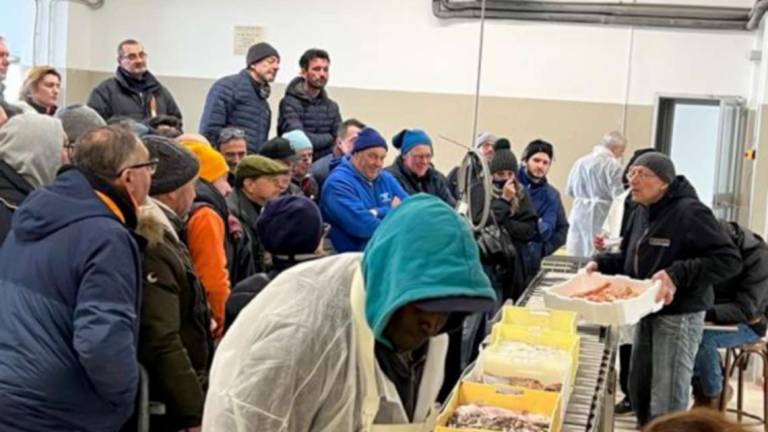 A Cesenatico il pesce va all'asta come una volta