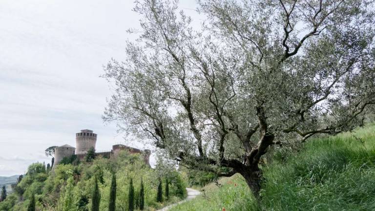 Brisighella, un quarto di secolo di olio a marchio Dop