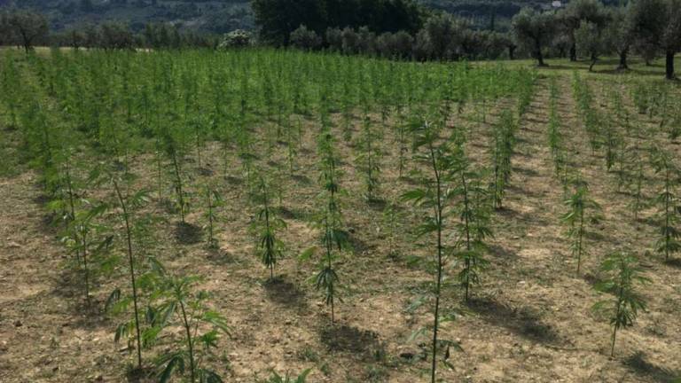 Rimini, cannabis: analisi errate. Annullato il sequestro di 2 campi