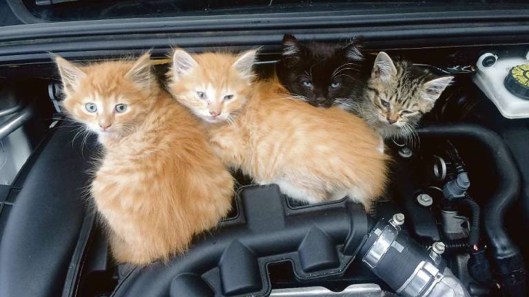 Gatti nascosti nelle auto, è difficile farli uscire