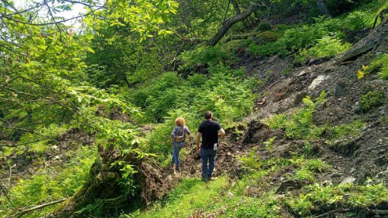 Imola, tra i castagneti di Castel del Rio: molti sono ancora inaccessibili