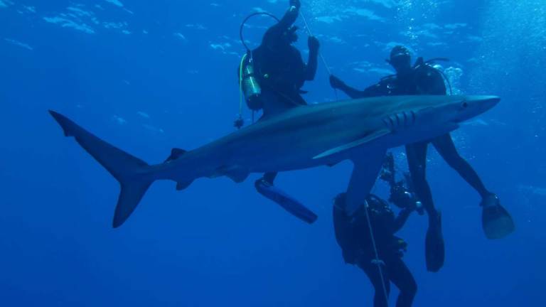 La Verdesca, maestoso squalo presente anche in Adriatico. Il pericolo per l'uomo