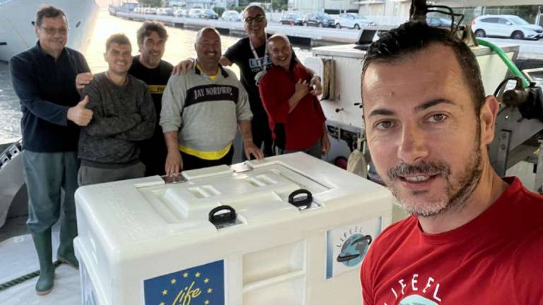 Cesenatico: liberate in mare 3,6 milioni di baby anguille