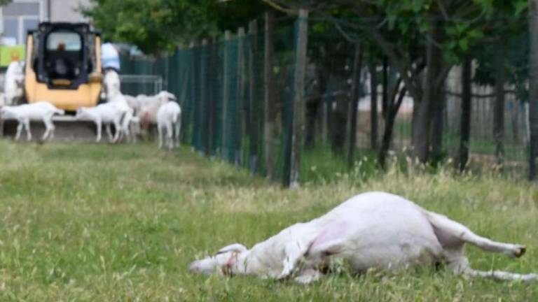 Meldola, assalto di lupi nella notte: uccise 4 pecore