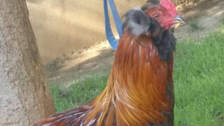 Riccione, il gallo canta e disturba i vicini, arrivano i vigili: E pensare che qui vicino ci sono le discoteche