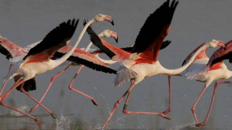 Birdwatching: il re è il fenicottero del Parco del Delta del Po