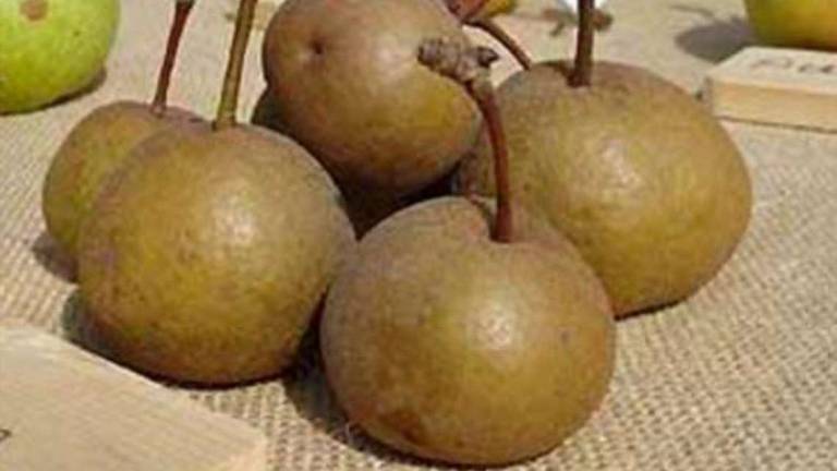 Anguria di Bagnacavallo e la pera volpina: i frutti “dimenticati”