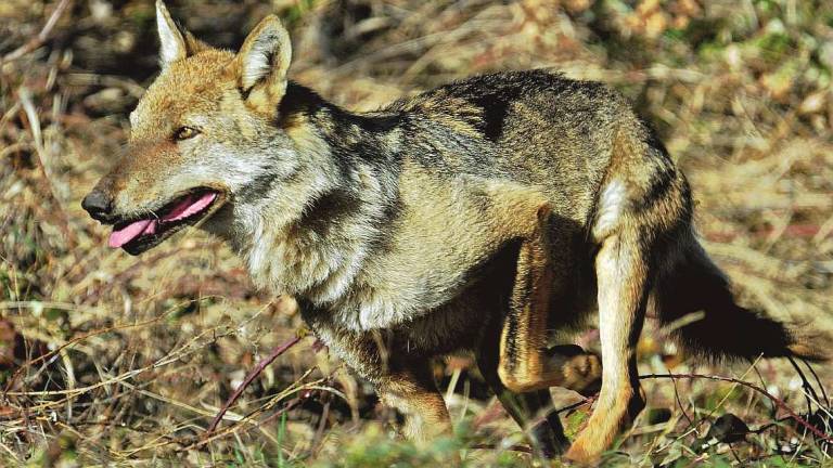 Alto Savio, lupi sempre più diffusi: vademecum per proteggersi