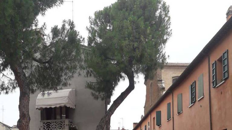 Cesena: sos in centro per due alberi in precario equilibrio
