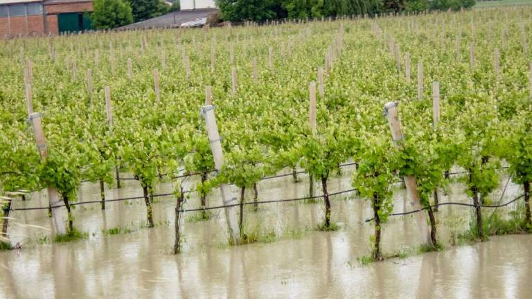 Imola, 2mila ettari di terreni alluvionati. Raccolti in ginocchio