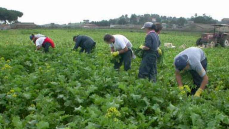 Imola, agricoltura: stagionali, il lavoro cala del 30%