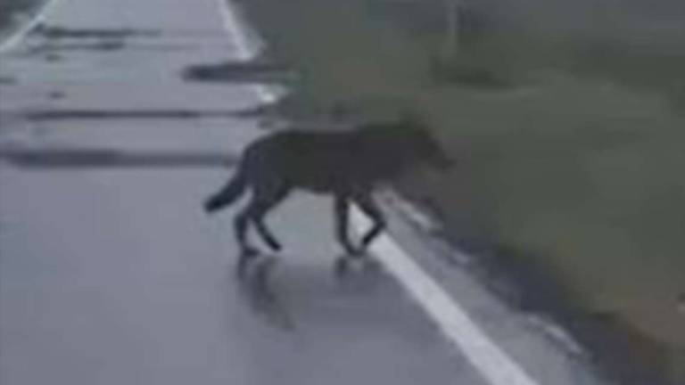 Forlì, lupi vicino alle case, allarme di Arci caccia: Potrebbero attaccare i bambini