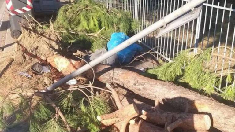 Faenza, lo strano caso del pino crollato sul furgone di due forlivesi: Ci sono i segni di un urto
