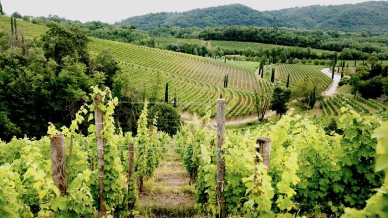 Jermann, i vini del Collio che scavano nella memoria