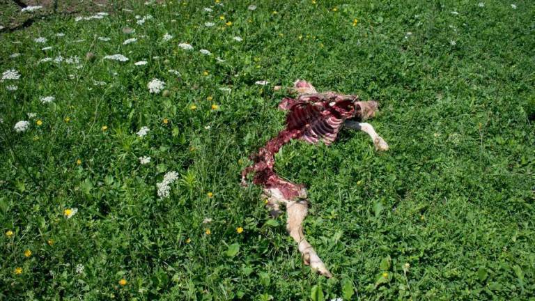 Capra sbranata dai lupi ma li ho visti per strada anche di giorno