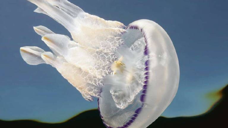 Un'estate piena di meduse: Sono venuti meno i loro predatori
