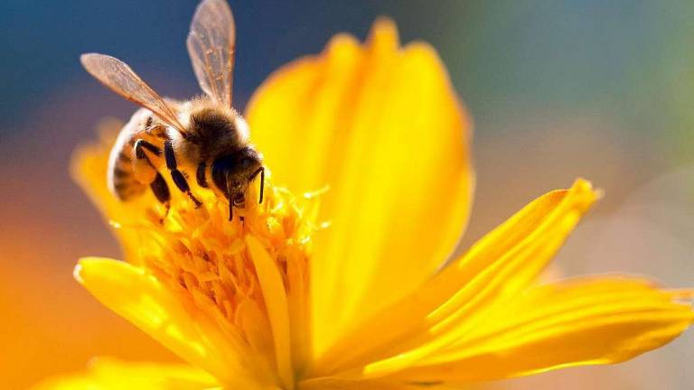 Le api in un bilancio di sostenibilità