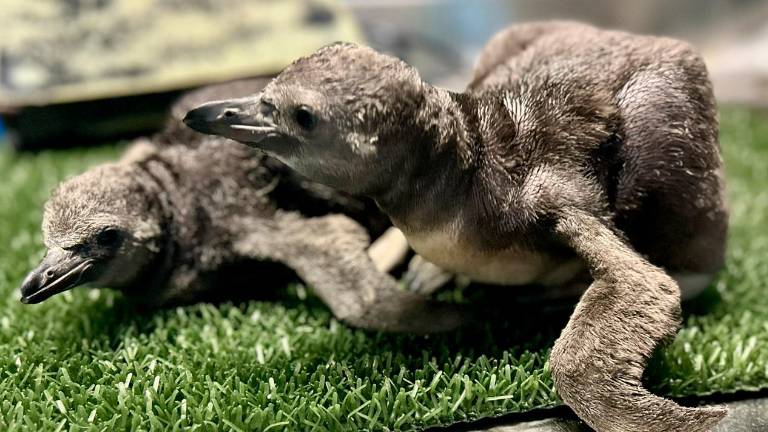 Cattolica, all’acquario sono nati due pinguini di Humboldt VIDEO