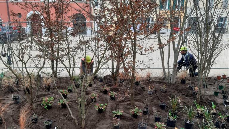 Messa a dimora delle piantine accanto alla piazza-parcheggio Aguselli