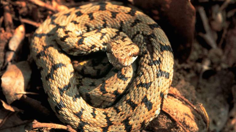 Cusercoli. Donna morsa da una vipera mentre cercava di allontanarla, ricoverata in ospedale