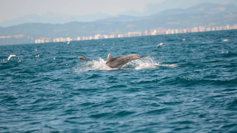 Delfini a Cattolica, raddoppiati gli avvistamenti rispetto a giugno VIDEO GALLERY