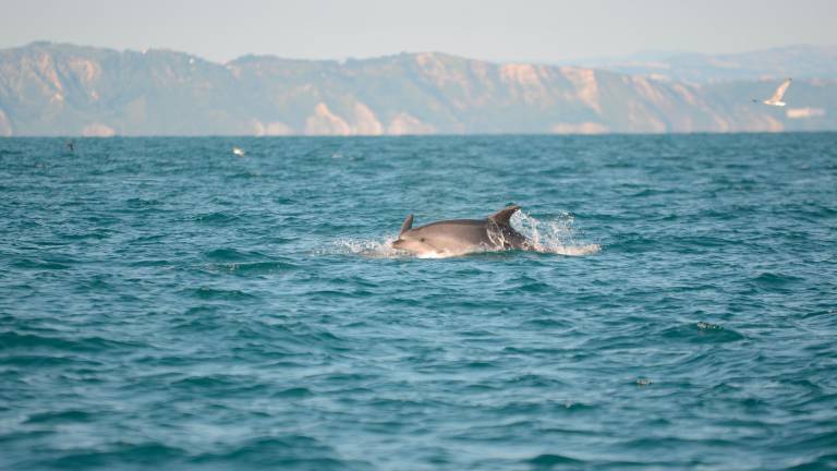Delfini a Cattolica, raddoppiati gli avvistamenti rispetto a giugno VIDEO GALLERY