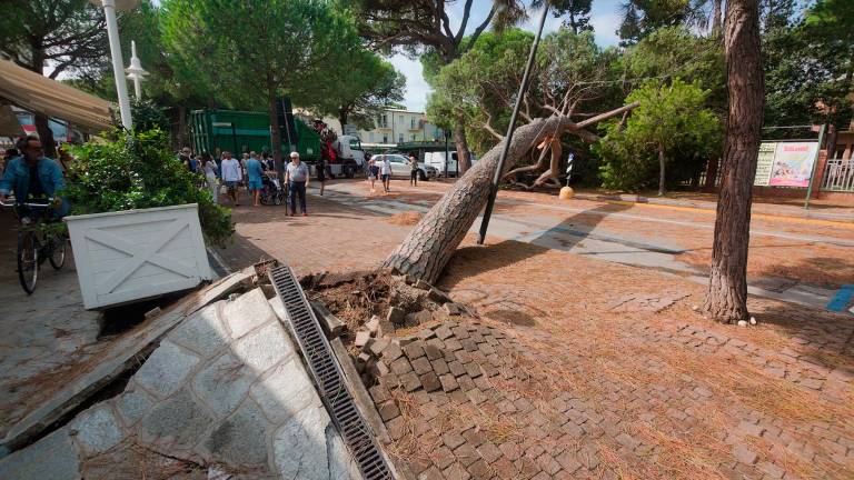 Ravenna, cresce il timore per i pini: pioggia di richieste per prove di trazione
