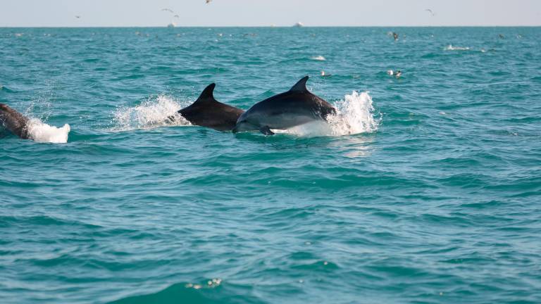 Delfini a Cattolica, raddoppiati gli avvistamenti rispetto a giugno VIDEO GALLERY