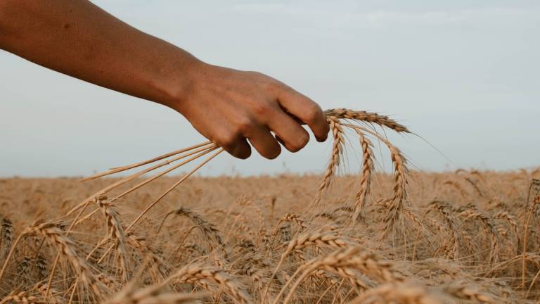Il grano in Emilia-Romagna? Un grande affare: Produzione in calo, quotazioni record