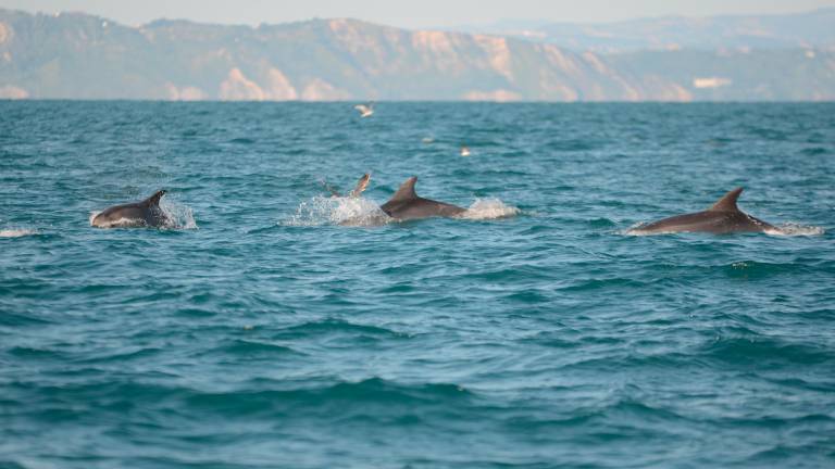 Delfini a Cattolica, raddoppiati gli avvistamenti rispetto a giugno VIDEO GALLERY