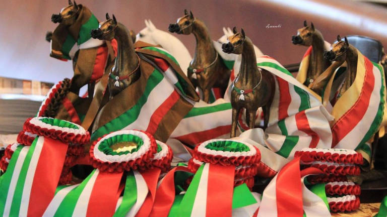 A San Giovanni in Marignano va in scena il Cavallo Purosangue Arabo