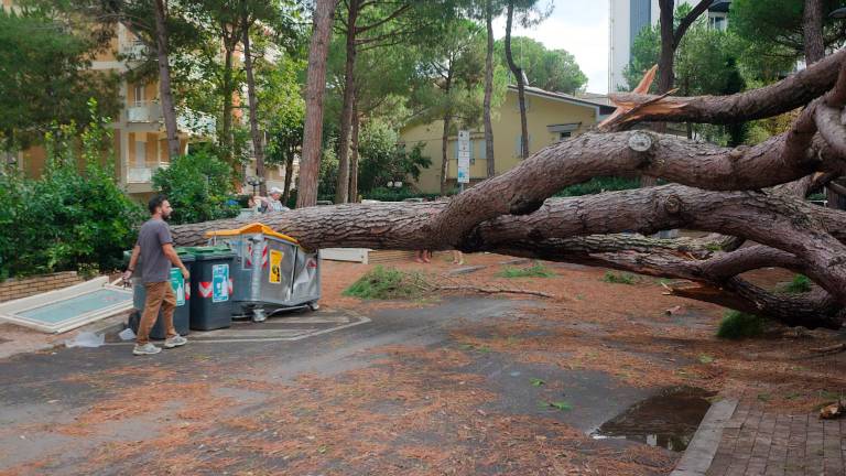 Uno dei numerosi alberi caduti nel corso della tempesta del 24 agosto